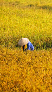 Working in the fields