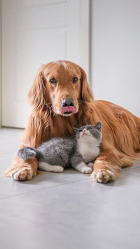 你适合养猫还是养狗？