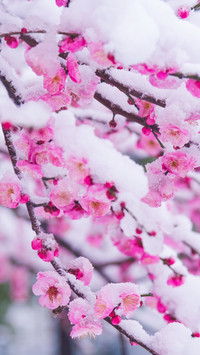 梅花香自苦寒来-拍信图库
