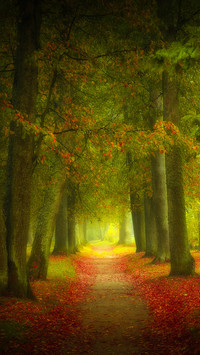 Beautiful Foggy Autumn Forest and Forest Path