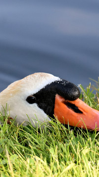 swan (1)
