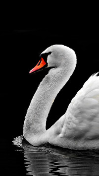 swan (5)