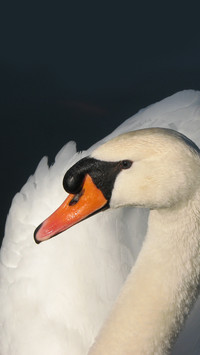 swan (8)