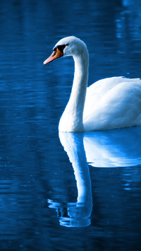swan (9)
