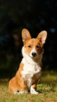 Dog157