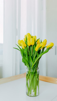 Bright fresh yellow tulips on white background
