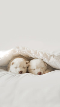 Two White Siberian Husky Puppies Sleeping on White Bed