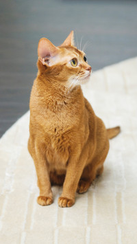 How to limit cat freedom 5