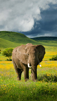 Disabled elephant 21