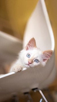Home life with a pet. Kitten plays on a chair