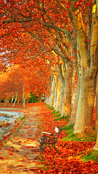 Nice Trees in Autumn in the City