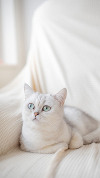 White British short hair Cat looking at upper left