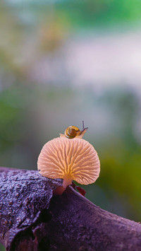 Macro insects