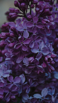 Roses and Lilacs (9)