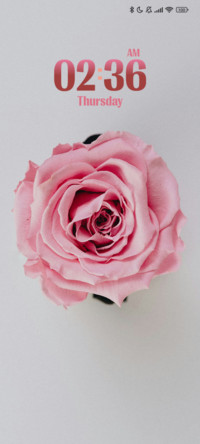 Pink Rose
