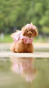 Fast development of Chinas pet market 45