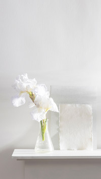 White iris flower on the table