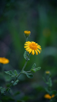Fresh Daisy