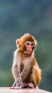 Monkey friends group down the mountain to steal