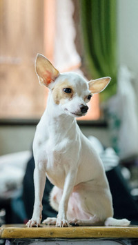 Dog262