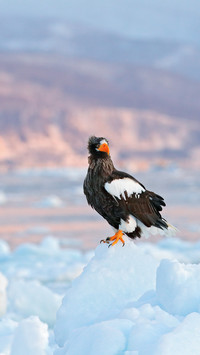 An eagle is on ice in Japan during the winter with snow