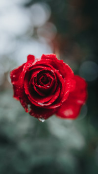 Roses and Lilacs (12)