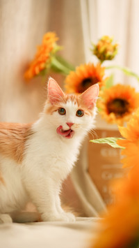 Your unnecessary knowledge of cat cold 3
