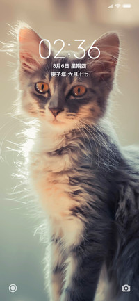 可爱猫咪