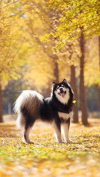 Alaskan malamute