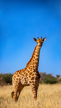 Giraffe in the Kalahari desert of South Africa