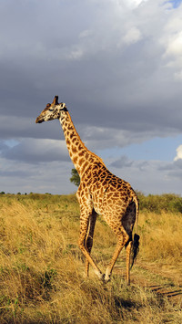 A standing and sleeping giraffe