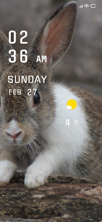 Rabbit
