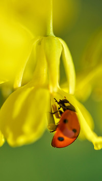 Color insects-01