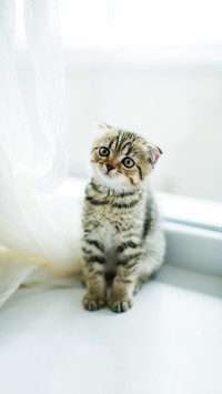 Cute little kitten on window sill