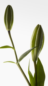 百合花苞-锐景创意