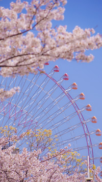 Cherry blossoms in splendor
