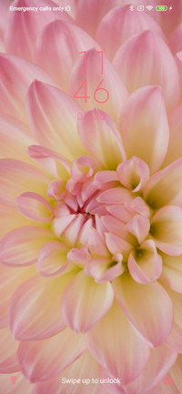 Pink Dahlia_3MDS