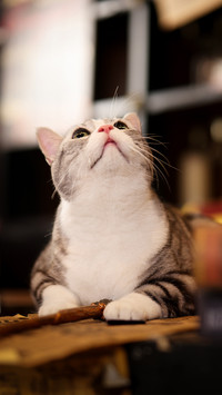 American shorthair cats and books