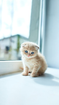 British little playful kitten at home near the window