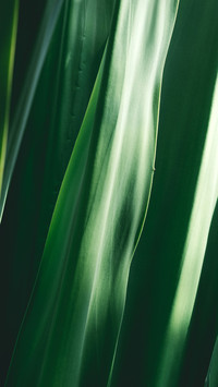 Macro green plants