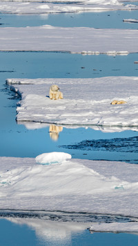Polar Bear