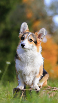 柯基犬的优点