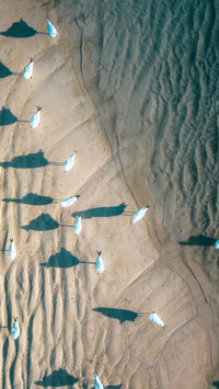 Australia (12)