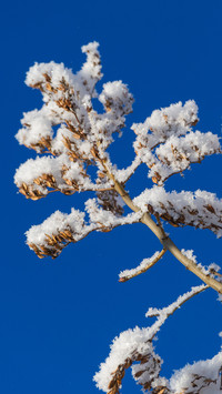 Winter Snowfield