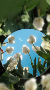 花与光春日信笺
