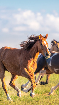 A wild horse running freely
