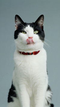 Truth  2 cats picky eaters