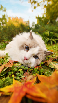 Grass puppet cat 72