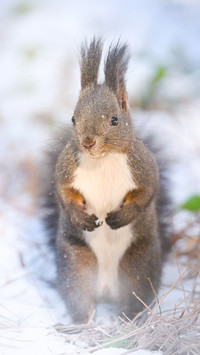 The demon king squirrel
