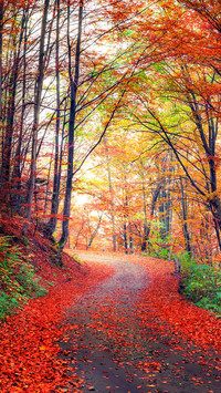 Beautiful morning scene of Carpathian mountains